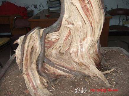DSCF5617.JPG