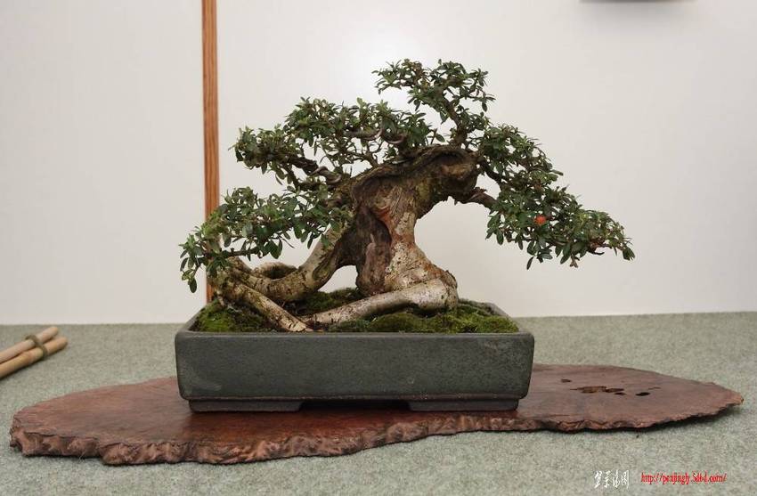BSA%20Shohin%20Off%202011%20029.jpg