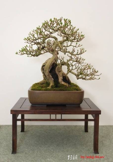 BSA%20Shohin%20Off%202011%20047.jpg