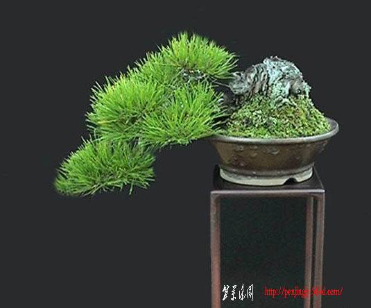 981F7n9F.jpg