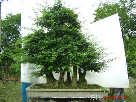 ԰½辰Ƭ2011611գ 006.jpg