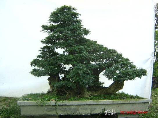 ԰½辰Ƭ2011611գ 050.jpg