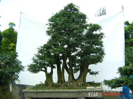 ԰½辰Ƭ2011611գ 046.jpg