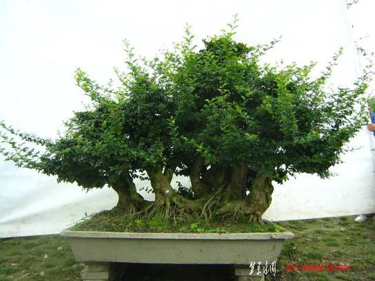 ԰½辰Ƭ2011611գ 001.jpg