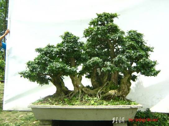 ԰½辰Ƭ2011611գ 035.jpg