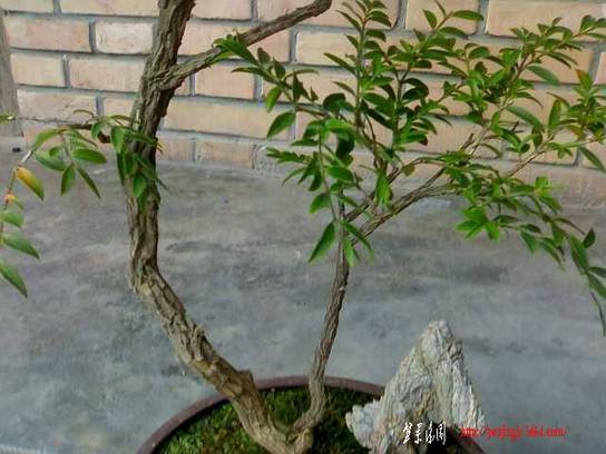 20110617078-С.jpg