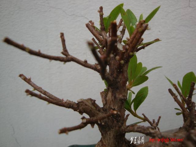 DSC05147.JPG