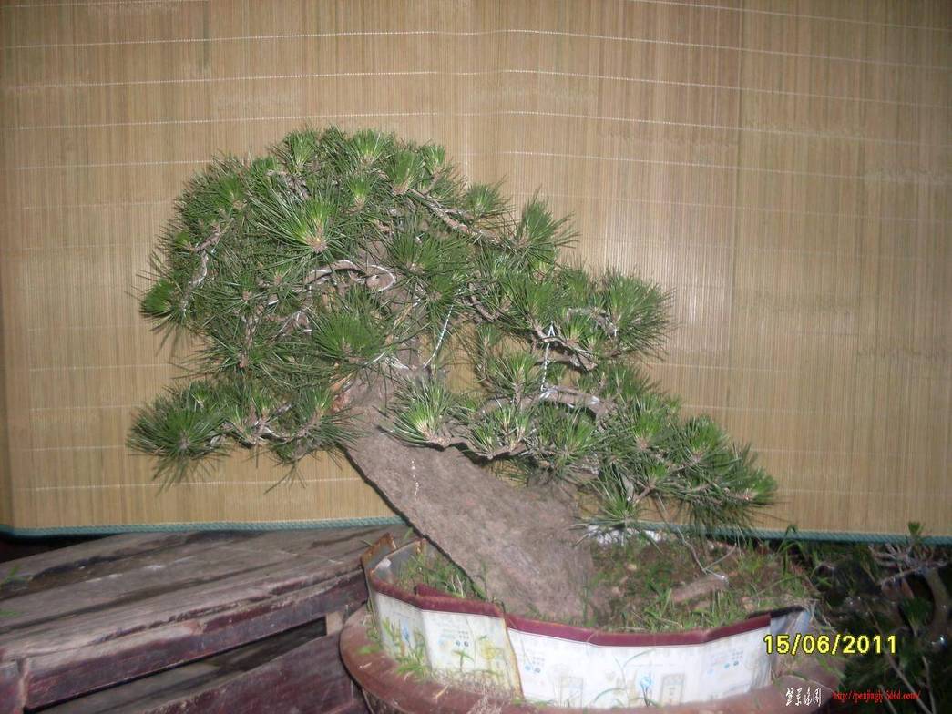 SDC10600.JPG