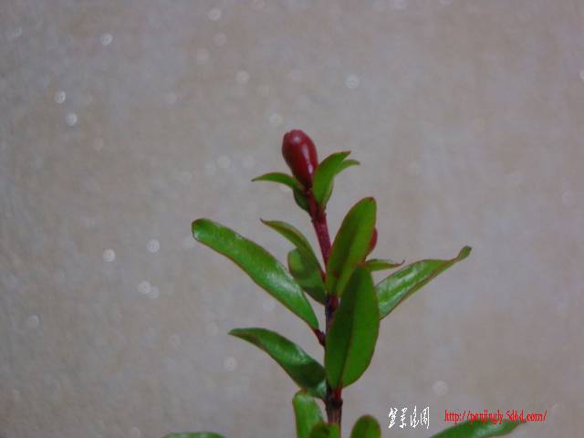 DSC05242.JPG