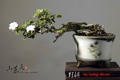 abbr_5f840dc8b88b58bafa98a816c638826a.jpg