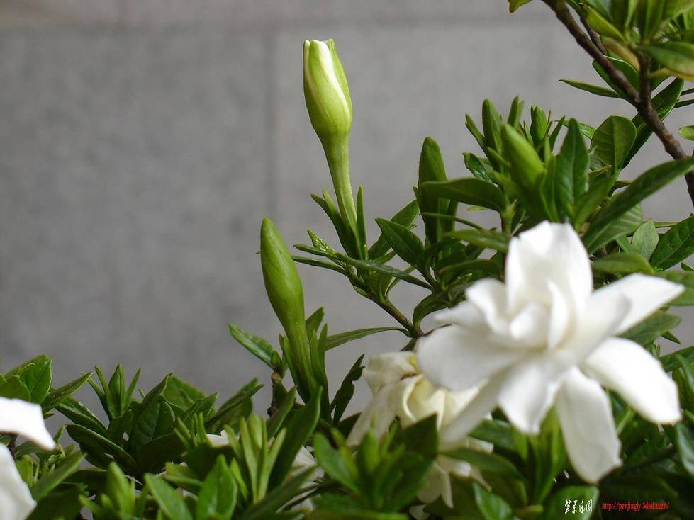 DSC07590.JPG