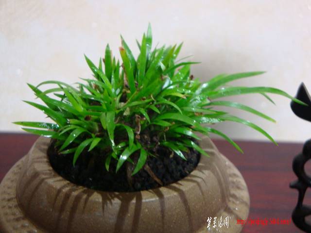DSC05258.JPG
