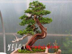 workshop_sabina_juniper03.jpg