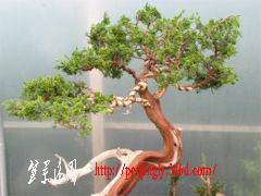 workshop_sabina_juniper02.jpg