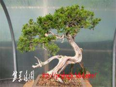 workshop_sabina_juniper01.jpg