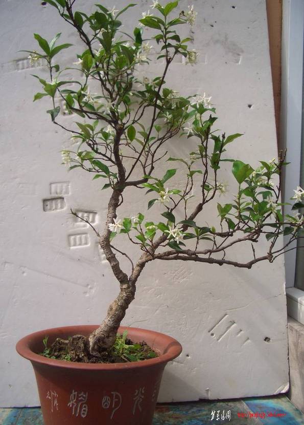 ʯ1172.JPG