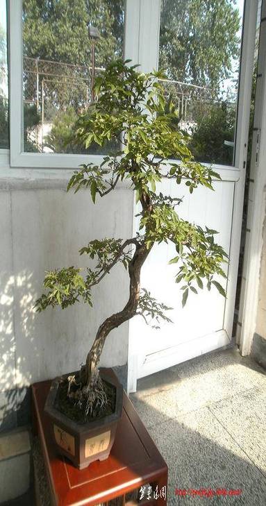 P1010029.jpg