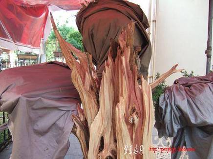 DSCF5788.JPG