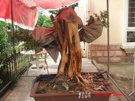 DSCF5777.JPG