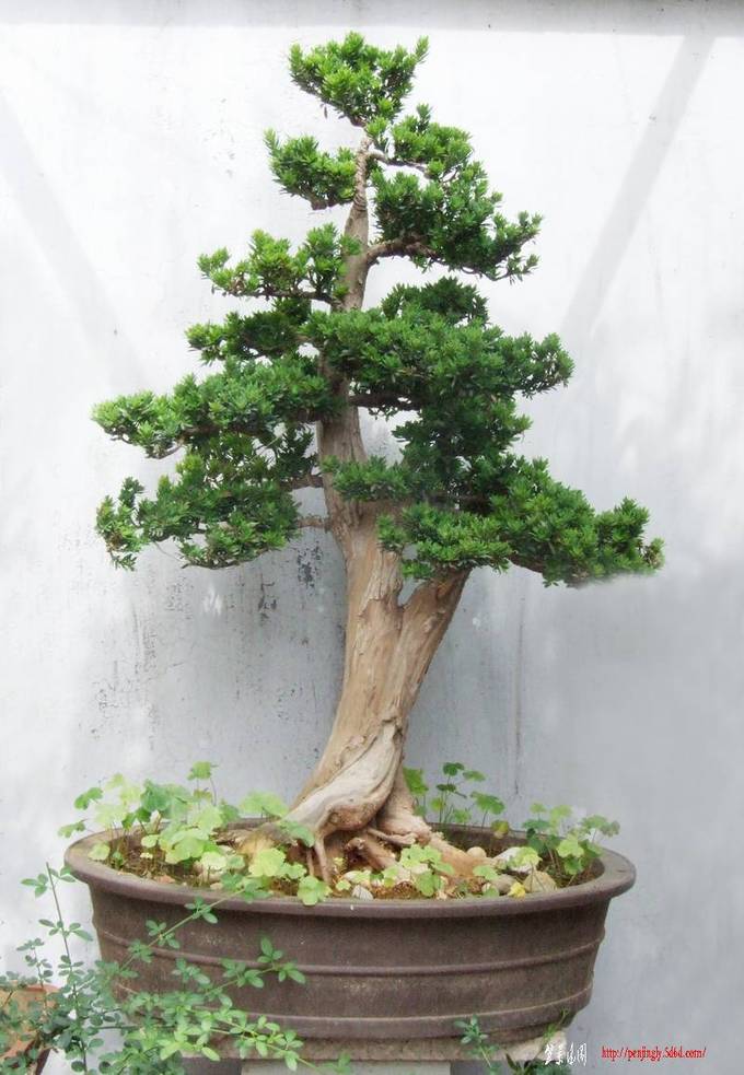 DSCF6621xiaojpg.jpg