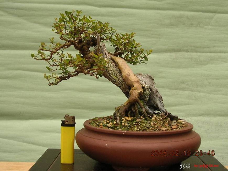 F23_20090219010425788.jpg