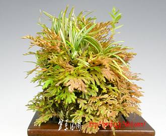 1106koganeshida.jpg