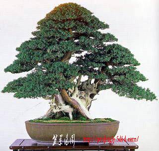 23meif-toyoda-mamuyamakhoic.jpg