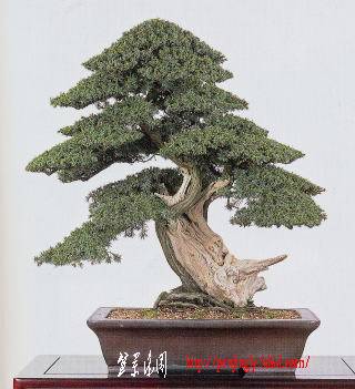 23meif-haruta-shoici.jpg