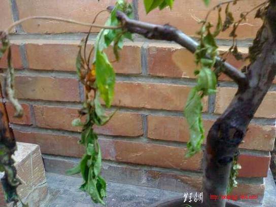 20110711161-С.jpg