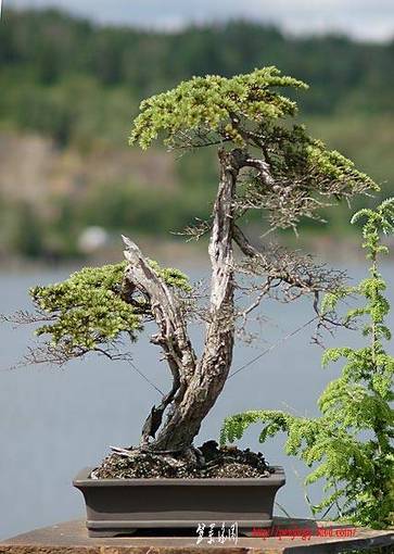 danrobinson_2006_dsc_4391v.jpg