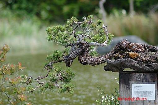 danrobinson_2006_dsc_4392v.jpg