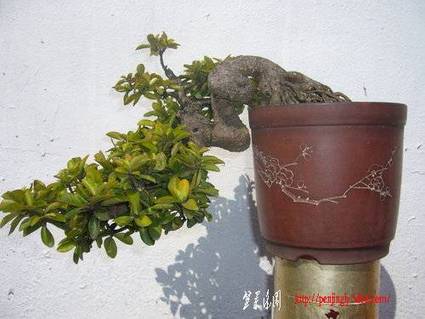 ap_F23_20101210121825306.jpg