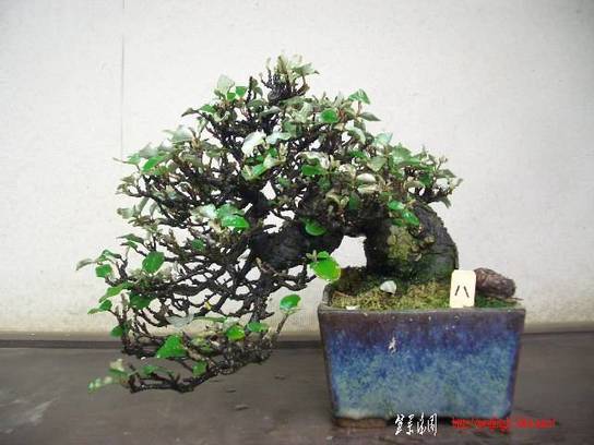 2006052105.jpg