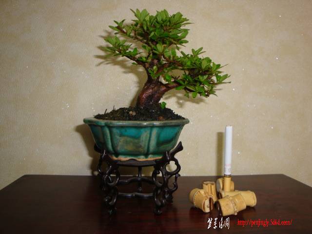 DSC05340.JPG