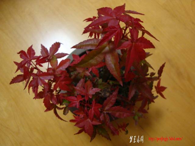 DSC05421.JPG