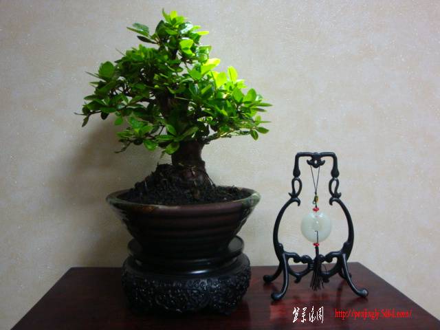 DSC05434.JPG