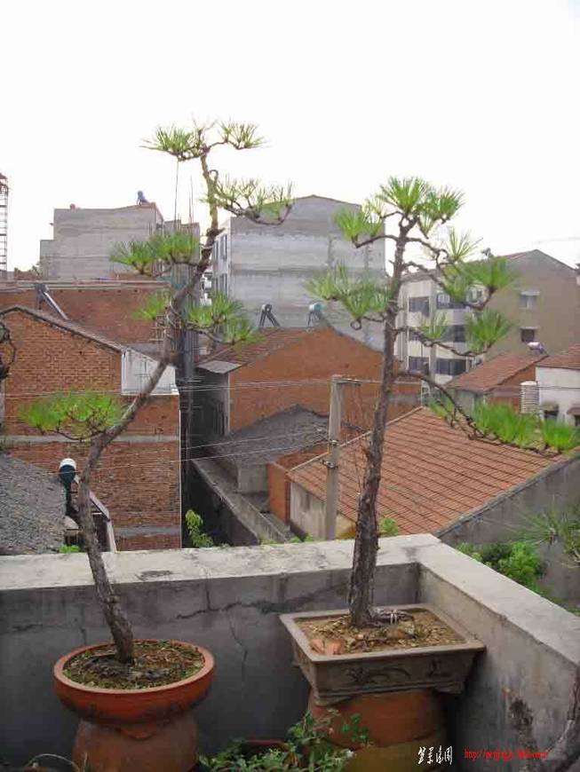 SDC12212.JPG