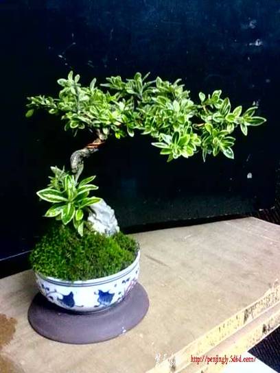 20110621184.jpg