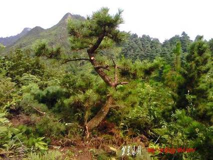IMG0158A.jpg