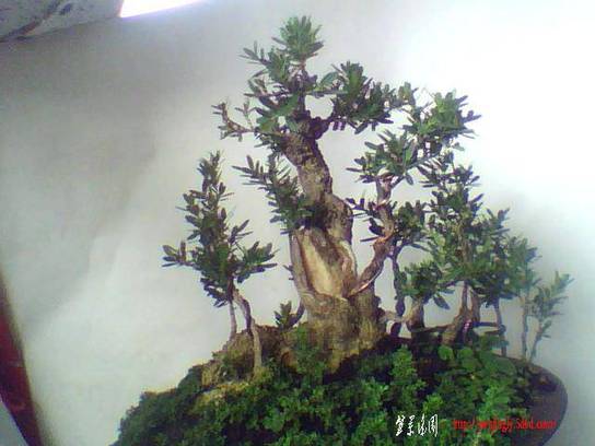 ͼƬ 018.jpg