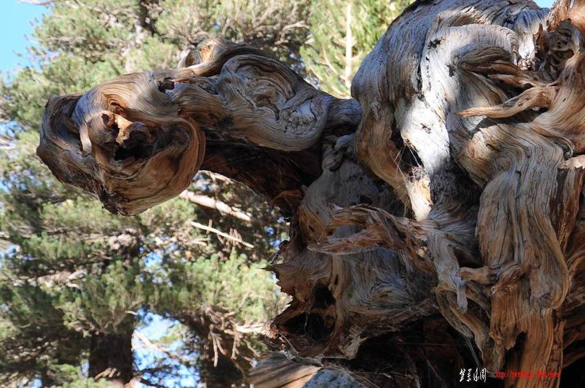 mt-whitney-pine-deadwood-3.jpg