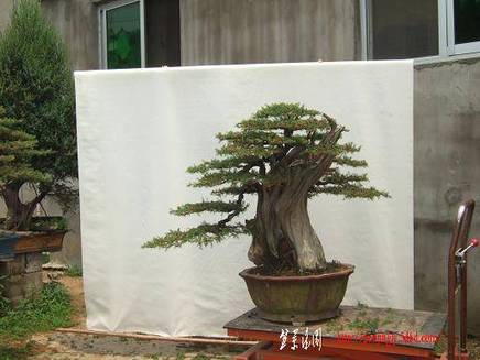 DSCF5990.JPG