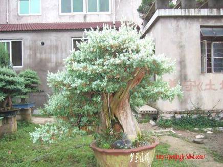 DSCF5945.JPG