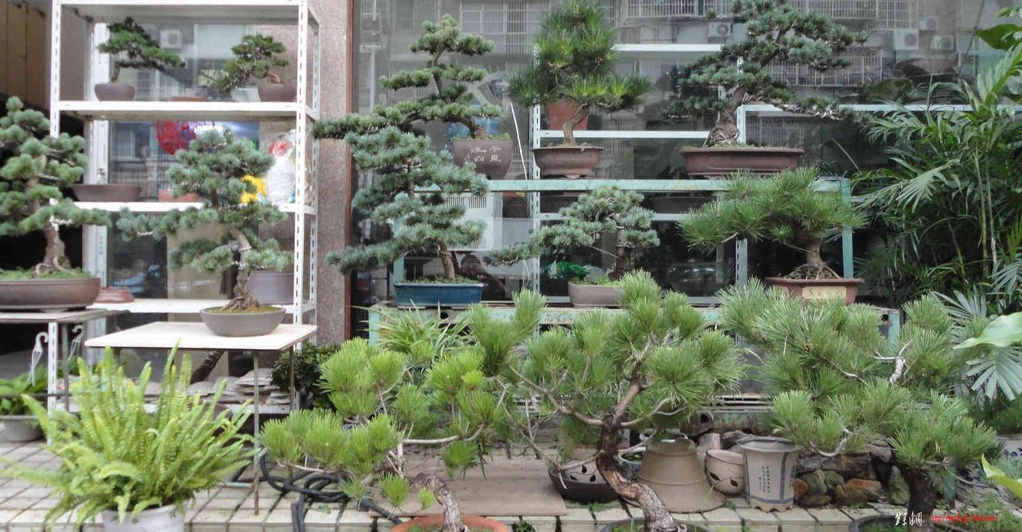 DSC00255.jpg