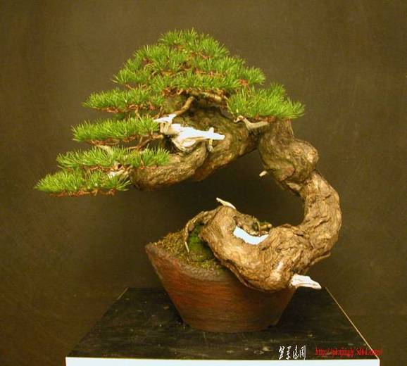mauroPine1.jpg
