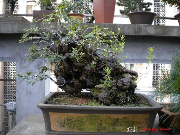 DSCN0500.JPG