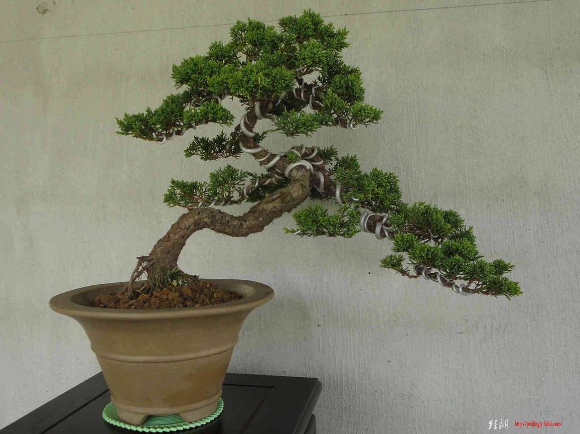 ���� DSC00354.jpg