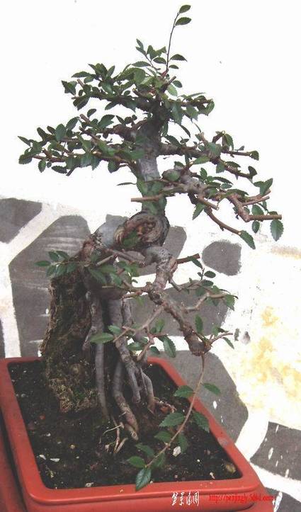 SDC18645.jpg