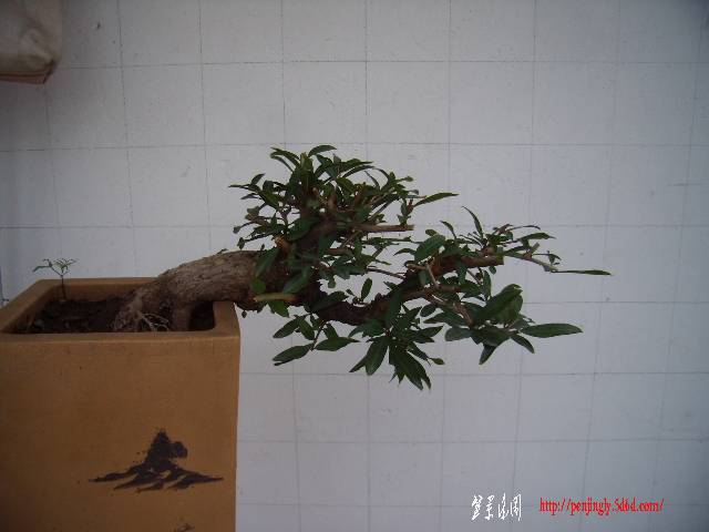 P8090002.JPG