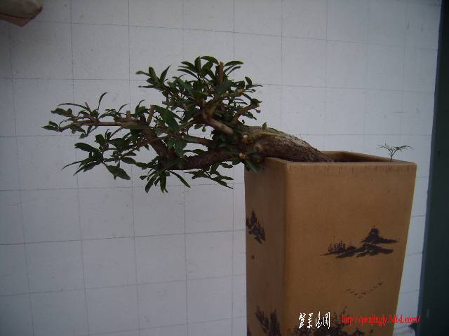 P8090024.JPG